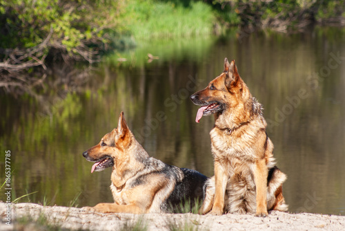 Two German Shepherds