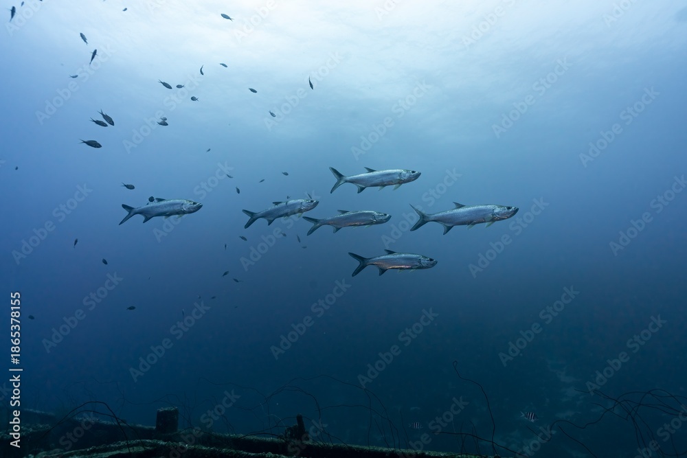 Fototapeta premium Tarpons