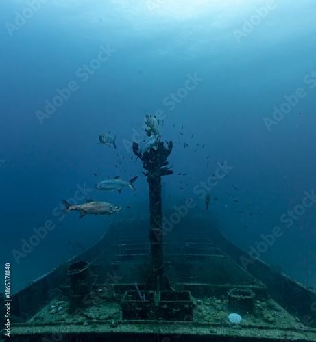 Tarpons (Megalops atlanticus) on Superior Producer