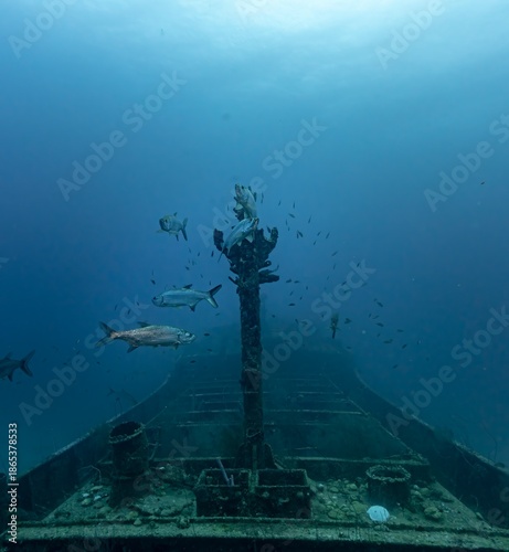 Tarpons (Megalops atlanticus) on Superior Producer