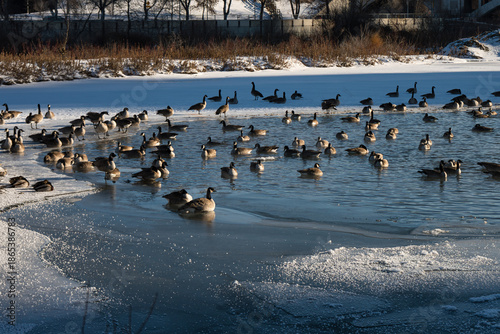 Fotografía A gaggle of geese congregates on a partially frozen river on a sunny winter afternoon