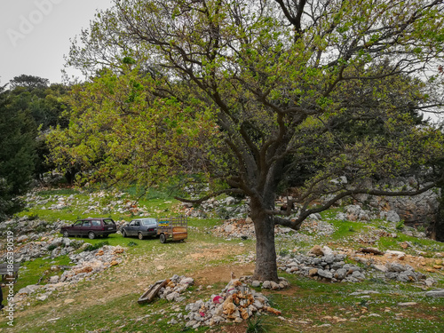 Olive trees and Mountain Landscape on the Lycian Way in Turkey