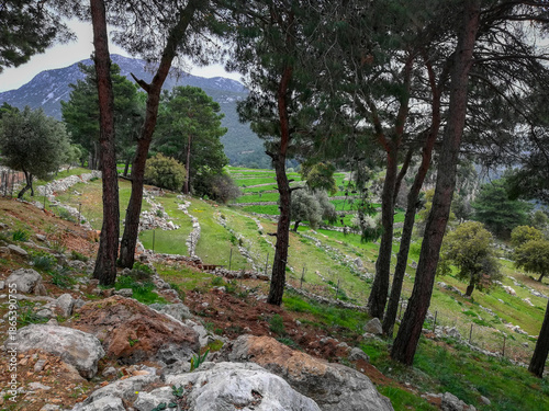 Olive trees and Mountain Landscape on the Lycian Way in Turkey