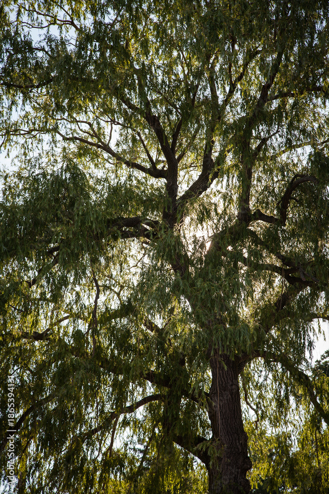 Fototapeta premium Ein Baum mit grünen Blättern in den USA im Sommer von unten fotografiert
