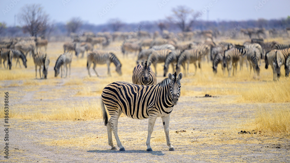 Obraz premium zebras and zebra