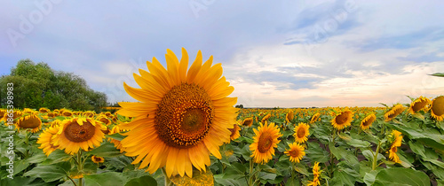 Wide banner photo of blooming sunflower field under blue sky. Golden summer harvest background symbolizing agriculture, organic food, sunflower oil, farming, and healthy lifestyle concepts.