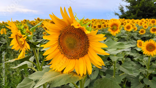Wide banner photo of blooming sunflower field under blue sky. Golden summer harvest background symbolizing agriculture, organic food, sunflower oil, farming, and healthy lifestyle concepts.