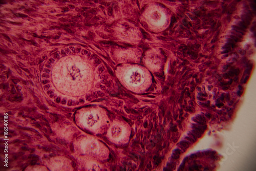 Microscopic view of a developing ovarian follicle with distinct granulosa cells and oocyte at the center, stained for histological analysis.