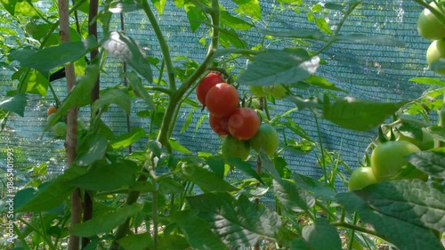 Tomatoes growing in garden bed. Ripe tomatoes growing in vegetable garden. Fresh tomatoes on vine in garden.