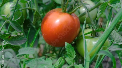 Tomatoes growing in garden bed. Ripe tomatoes growing in vegetable garden. Fresh tomatoes on vine in garden.