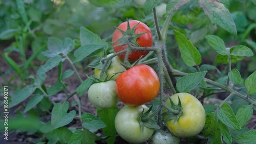 Tomatoes growing in garden bed. Ripe tomatoes growing in vegetable garden. Fresh tomatoes on vine in garden.