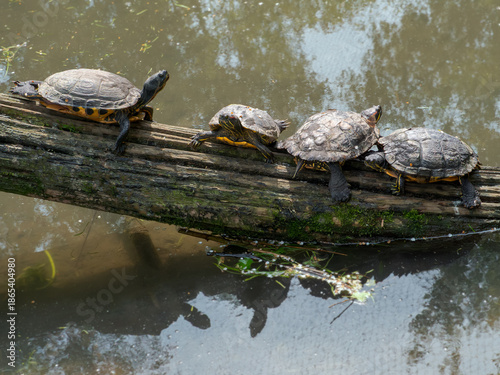 Turtles resting on log – nature harmony and teamwork concept
