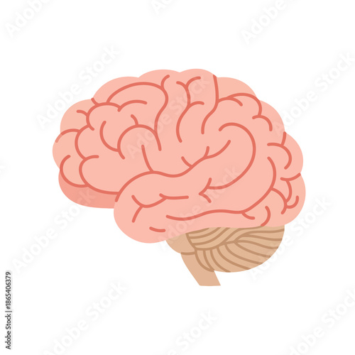 Human Brain Anatomy Vector Illustration Showing Cerebrum Cerebellum and Brainstem Structure