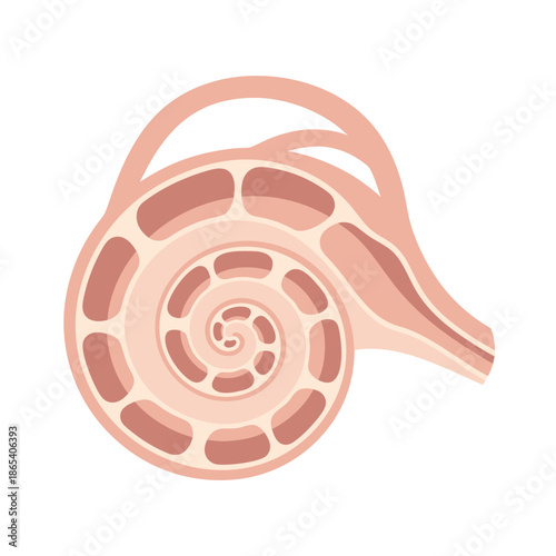 Cochlea Anatomy Vector Illustration of Inner Ear Structure for Hearing Mechanism Education