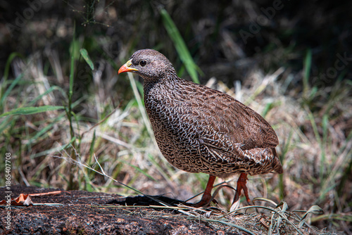 Natal Spurfowl