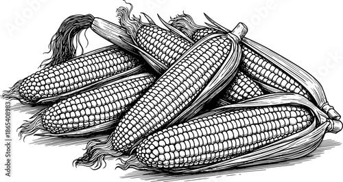 Detailed illustration of corn cobs with husks in black and white sketch style. Vector illustration
