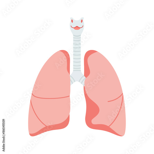 Human Lungs Anatomy Vector Illustration Showing Bronchi Alveoli and Respiratory Structure