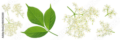 Elderberry flower or Sambucus nigra isolated on a white background.