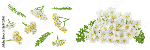 fresh yarrow flowers isolated on white background. Top view. Flat lay