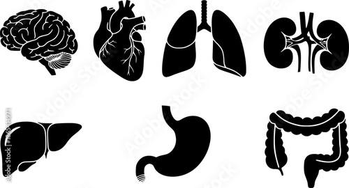 Human organ, anatomy icon set. Vector glyph pictograms of brain, heart, lungs, liver, stomach, intestine, kidney medical, healthcare, and biology concept black silhouette illustration.

