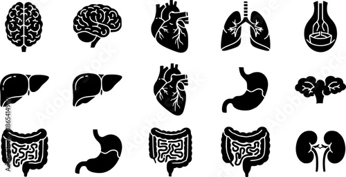 Human organ, anatomy icon set. Vector glyph pictograms of brain, heart, lungs, liver, stomach, intestine, kidney medical, healthcare, and biology concept black silhouette illustration.
