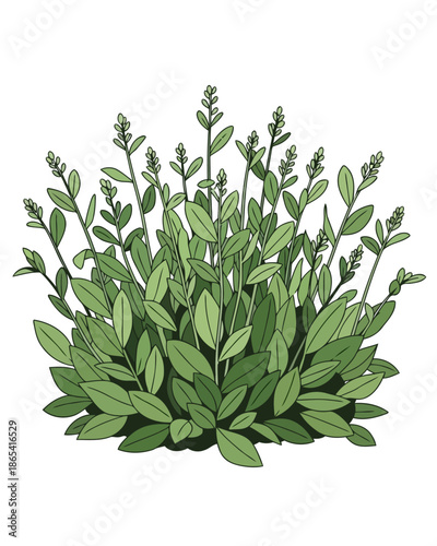 A close-up illustration of a vibrant green herbaceous plant with numerous small buds and leaves, showcasing its lush growth and natural beauty in a simplified graphic style