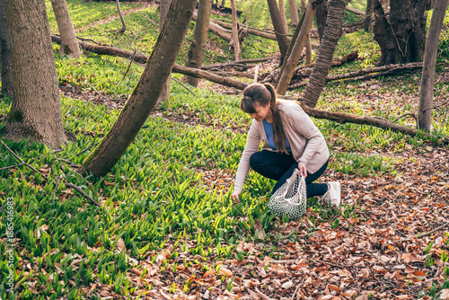 Woman foraging edible wild plants in spring forest, natural food and sustainable living concept
