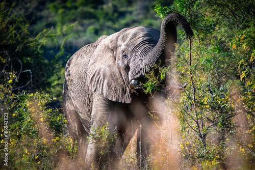 Hungry Elephant