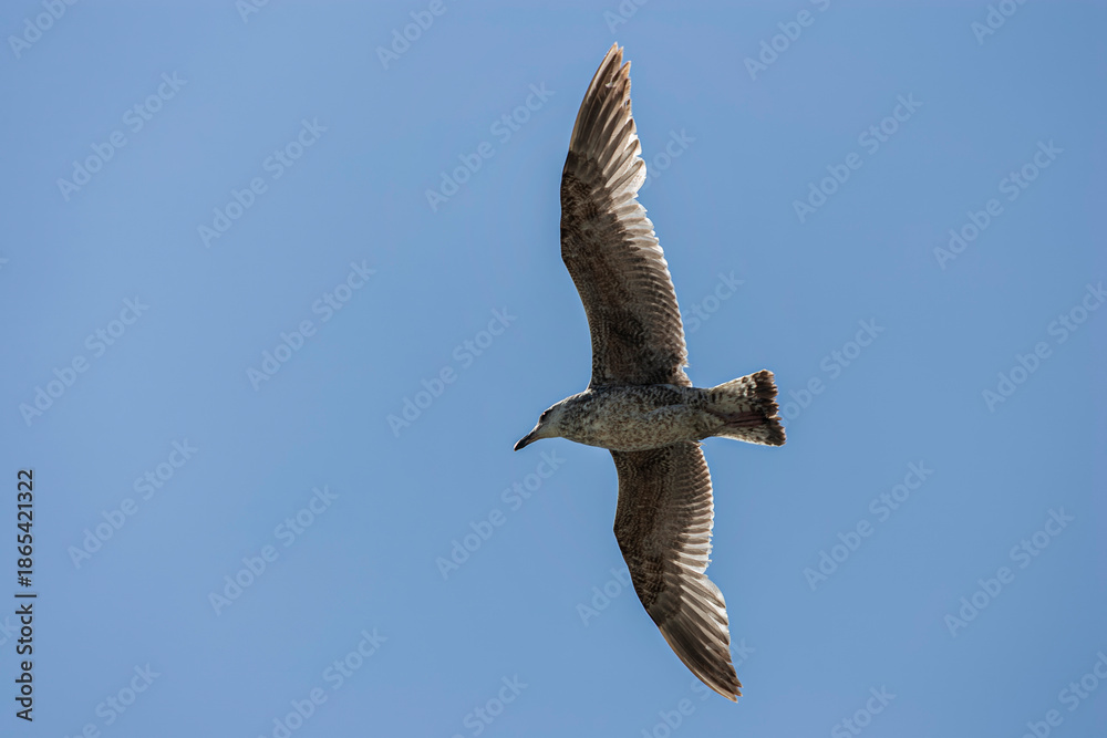 Obraz premium Young seagull soaring against clear blue sky showing natural wing spread. Wildlife bird photography capturing coastal species in flight.