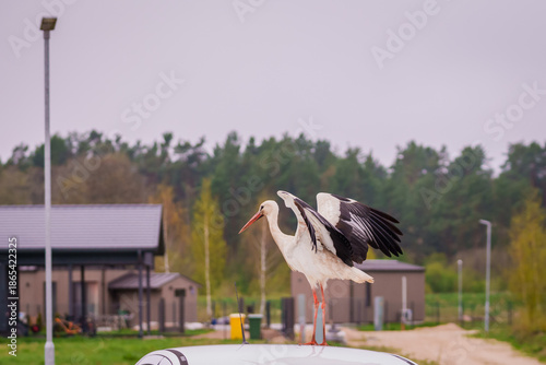 CARNIKAVA, LATVIA. 22nd April 2025. Selective focus photo. White stork bird, Ciconia ciconia on car.