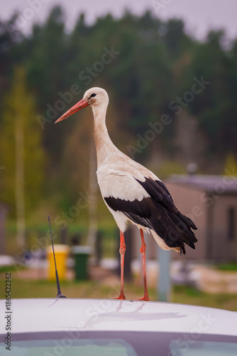 CARNIKAVA, LATVIA. 22nd April 2025. Selective focus photo. White stork bird, Ciconia ciconia on car.