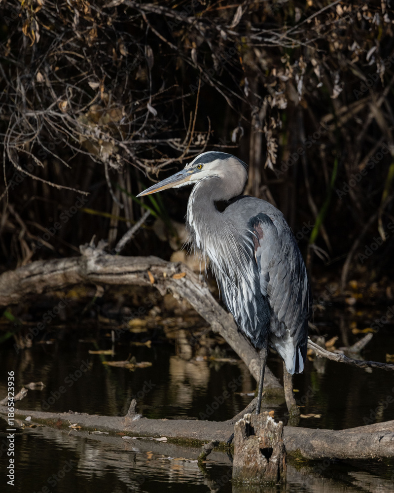 Fototapeta premium Great Blue Heron Perched on Log on a pond