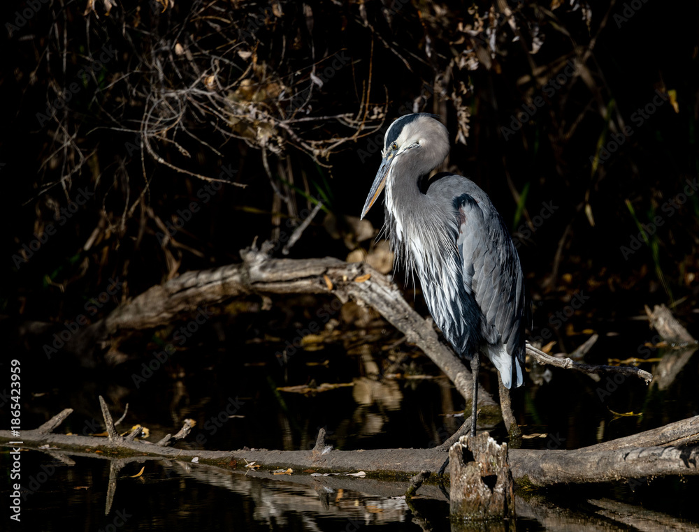 Fototapeta premium Great Blue Heron Perched on Log on a pond