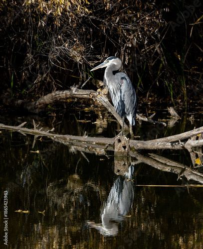 Great Blue Heron Perched on Log on a pond