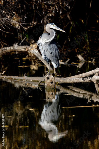 Great Blue Heron Perched on Log on a pond