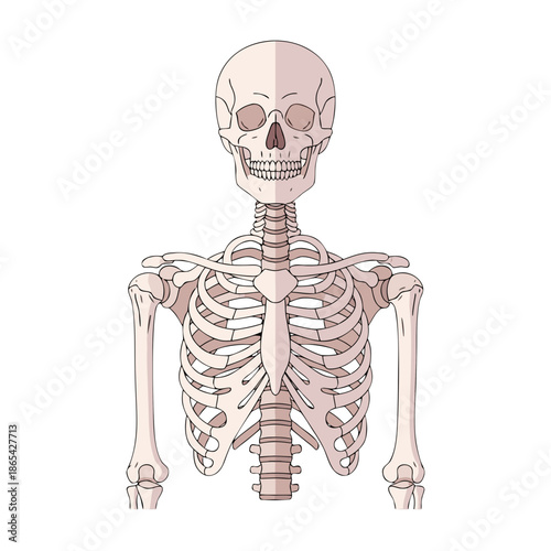 Human Skeleton Upper Body Anatomy Vector Illustration Showing Rib Cage Spine and Shoulder