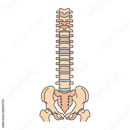 Spine Vertebral Column Anatomy Vector Illustration Showing Cervical Thoracic and Lumbar Vertebrae