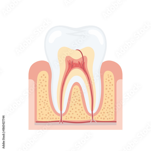 Tooth Anatomy Vector Illustration Showing Enamel Dentin Pulp and Root Structure