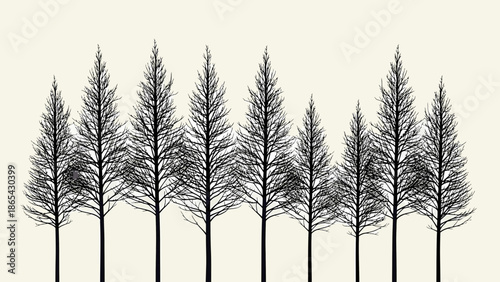 Silhouette of Evergreen Trees Against a Light Background.