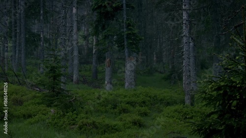 Wallpaper Mural Wildlife emerges in Bavarian Forest at night. The dark forest is alive with sounds of nature. Watch as animals roam through the trees and listen to their calls. Torontodigital.ca