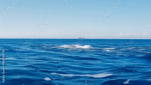 Whale breaching water with blue sky backdrop