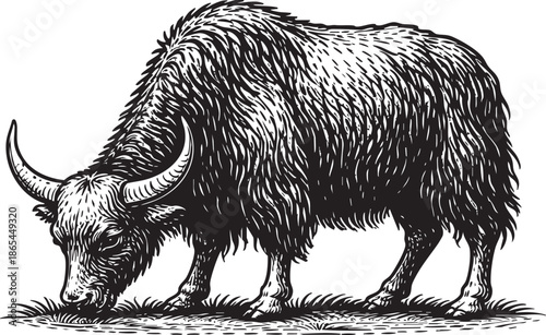 Yak Grazing Linocut Etching Black and White Mountain Animal Illustration