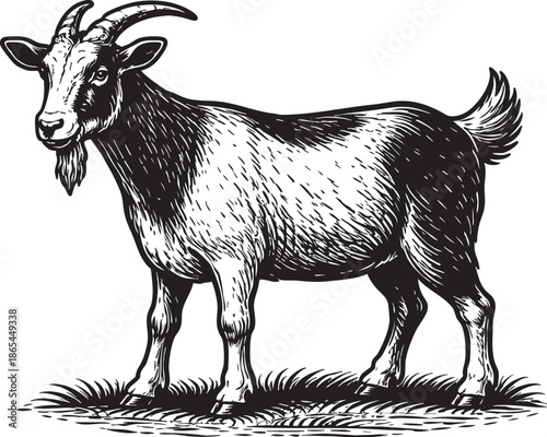 Goat Standing Linocut Etching Black and White Farm Animal Illustration