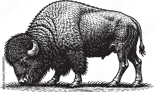 Bison Grazing Linocut Etching Black and White Wildlife Illustration