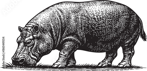 Hippopotamus Grazing Linocut Etching Black and White Wildlife Illustration