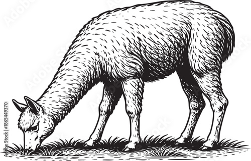 Alpaca Grazing Linocut Etching Black and White Farm Animal Illustration