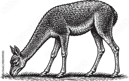 Antelope Grazing Linocut Etching Black and White Wildlife Illustration