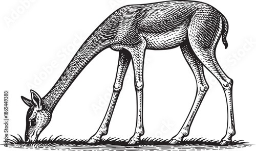 Gazelle Grazing Linocut Etching Black and White Wildlife Illustration