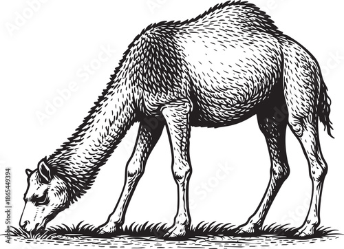 Camel Grazing Linocut Etching Black and White Desert Animal Illustration