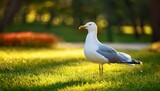 seagull standing on green grass in park garden area